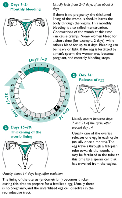 28 Day Menstrual Cycle Chart