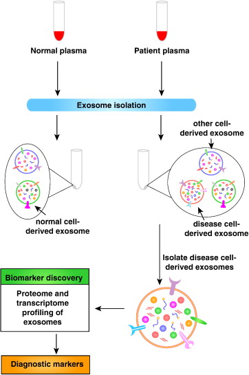 A Major Difference Between Cancer Cells And Normal Cells Is That