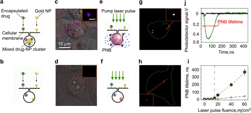 A Major Difference Between Cancer Cells And Normal Cells Is That