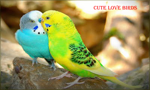 About Lovebirds As Pets