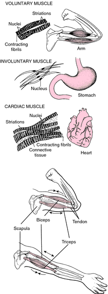 Accessory Muscles Definition