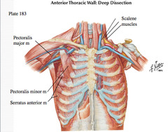 Accessory Muscles Of Respiration