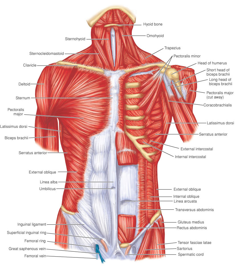 Accessory Muscles Of Respiration