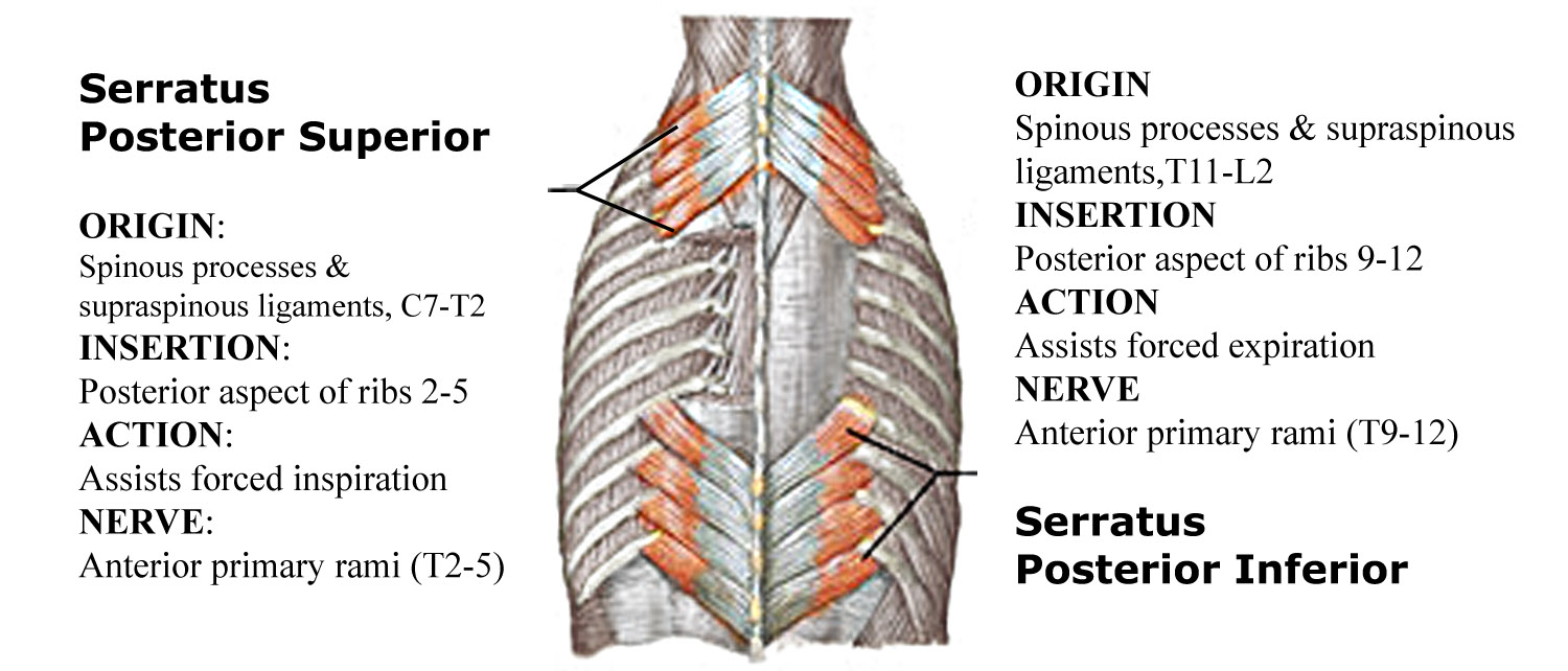Accessory Muscles Of Respiration Function