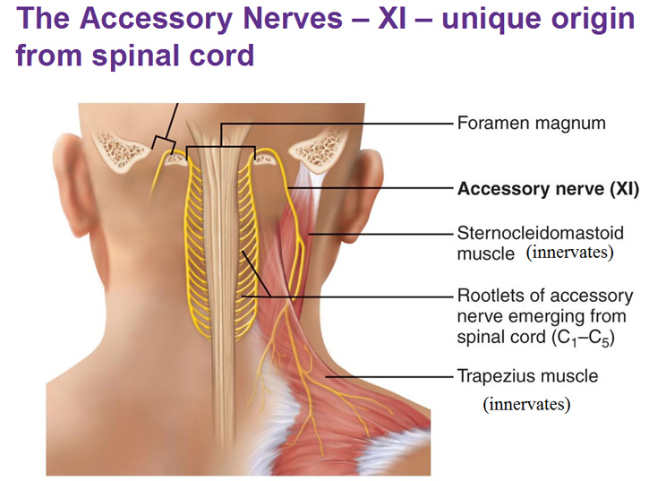 Accessory Nerve