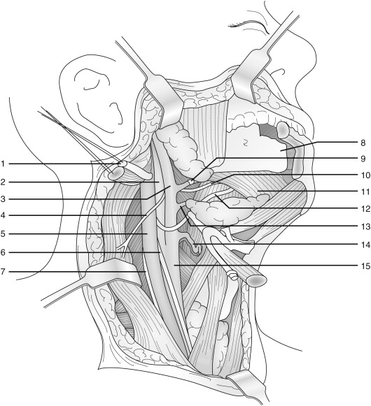 Accessory Nerve Injury Symptoms