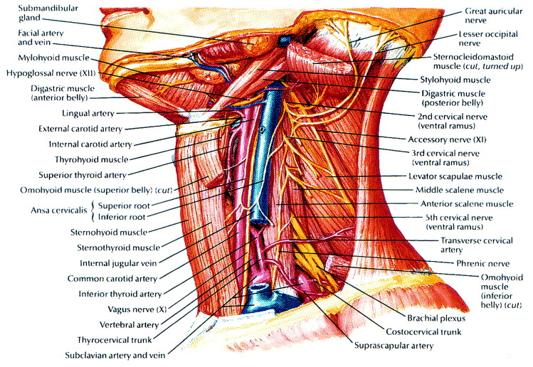 Accessory Nerve Injury Symptoms