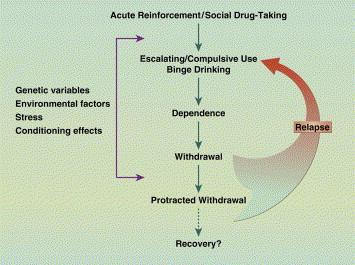Addiction Cycle Of Drugs