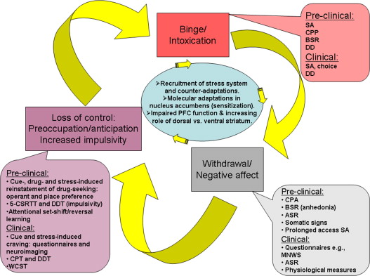 Addiction Cycle Of Drugs