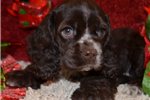American Cocker Spaniel Puppies For Sale In Pa