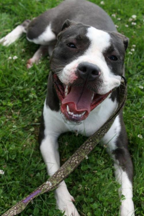 American Staffordshire Terrier Mix Info