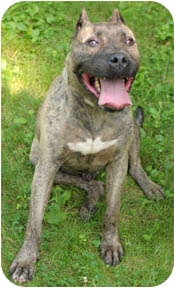 American Staffordshire Terrier Mix Info