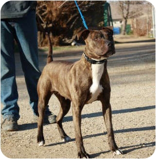 American Staffordshire Terrier Mixed With Boxer