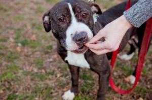 American Staffordshire Terrier Puppies For Adoption