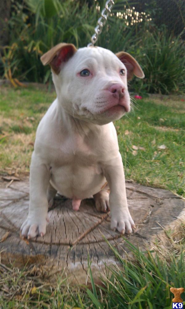 American Staffordshire Terrier Puppies For Adoption