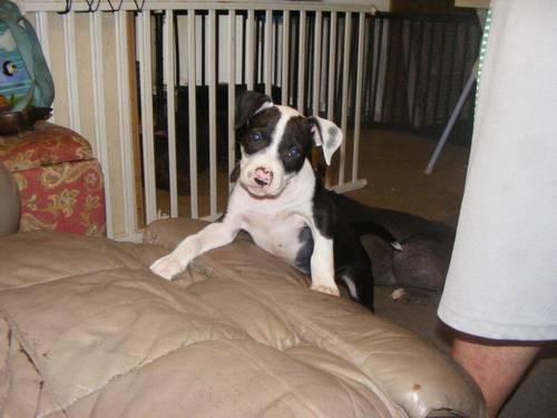 American Staffordshire Terrier Puppies For Sale In California
