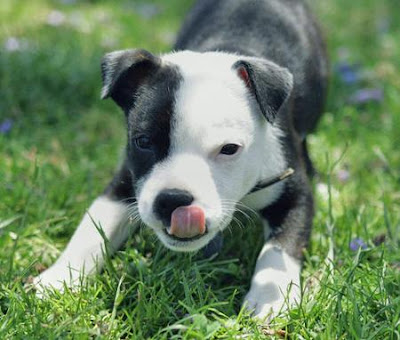 American Staffy Pups