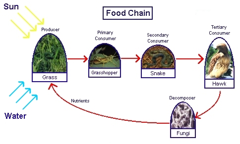 Animal Food Chains For Kids