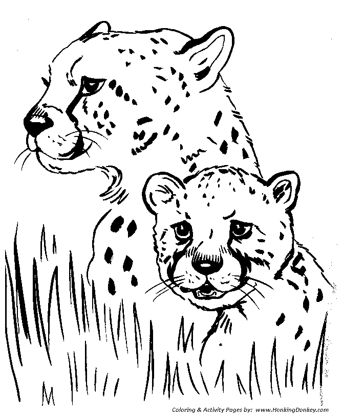 Animals Images For Coloring