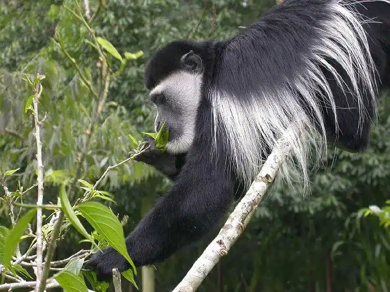 Animals In African Rainforest