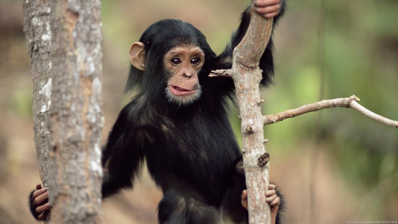 Animals In African Rainforest