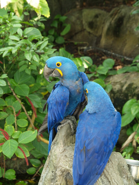 Animals In African Rainforest