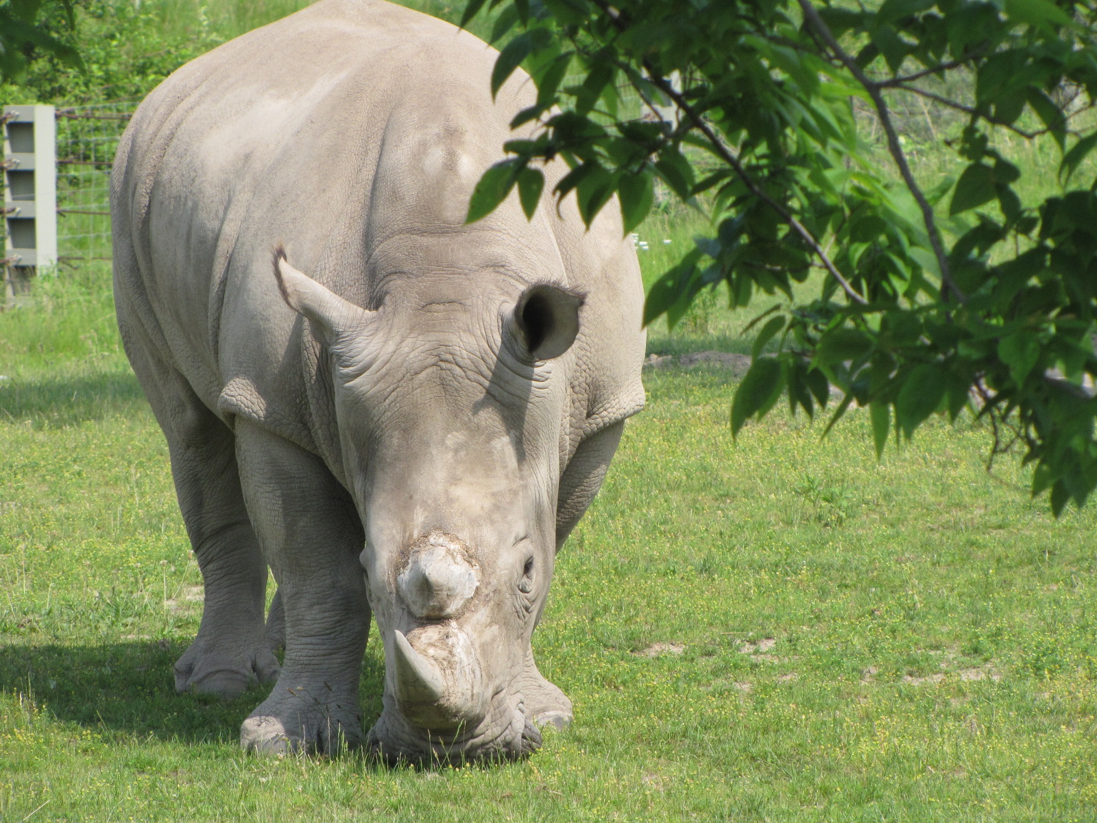 Animals In African Rainforest