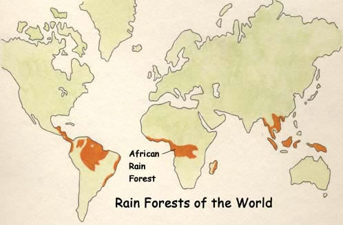 Animals In African Rainforest