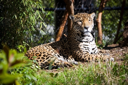 Animals In The Rainforest Biome