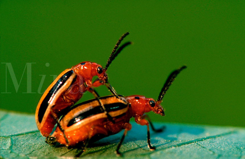 Animals Mating Up Close