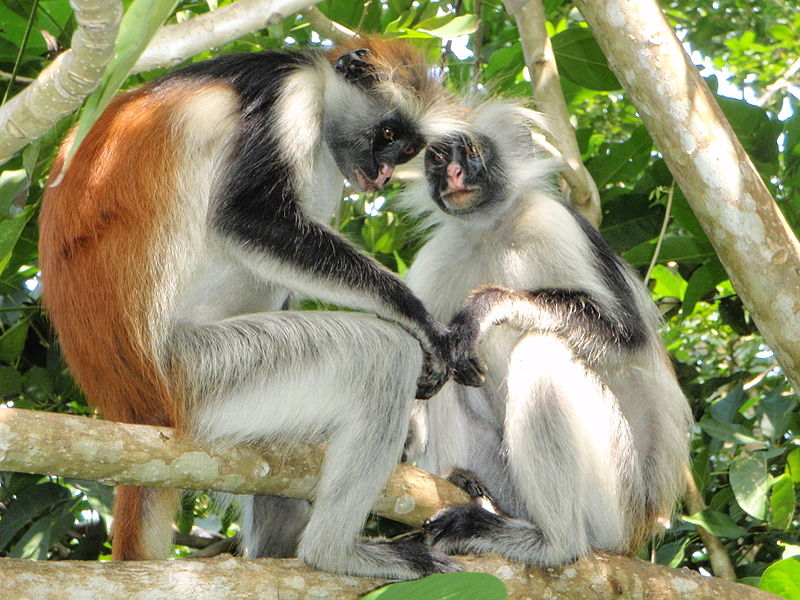 Animals Mating With Human