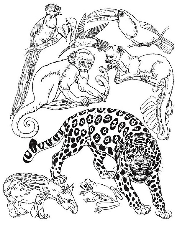 Animals Pictures For Colouring