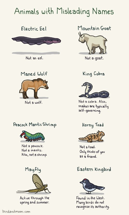 Animals Pictures With Names