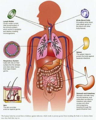 Appendix Diagram Human Body
