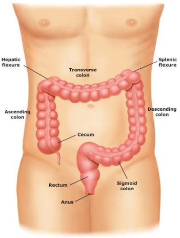 Appendix Location In Women