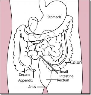 Appendix Location Pain