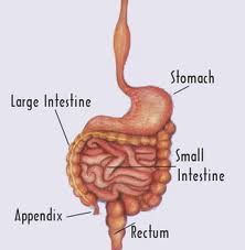 Appendix Operation