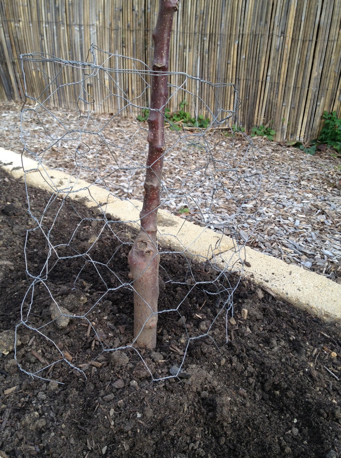 Apple Tree Branches For Rabbits