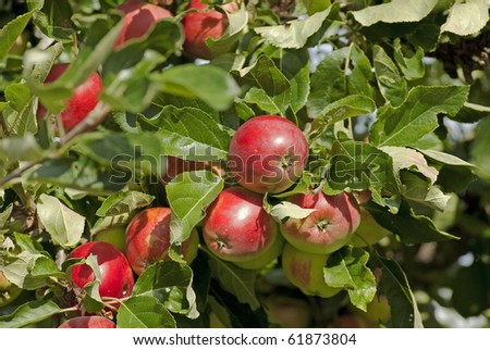 Apple Tree Branches For Sale