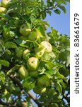 Apple Tree Branches For Sale