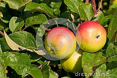 Apple Tree Images Free