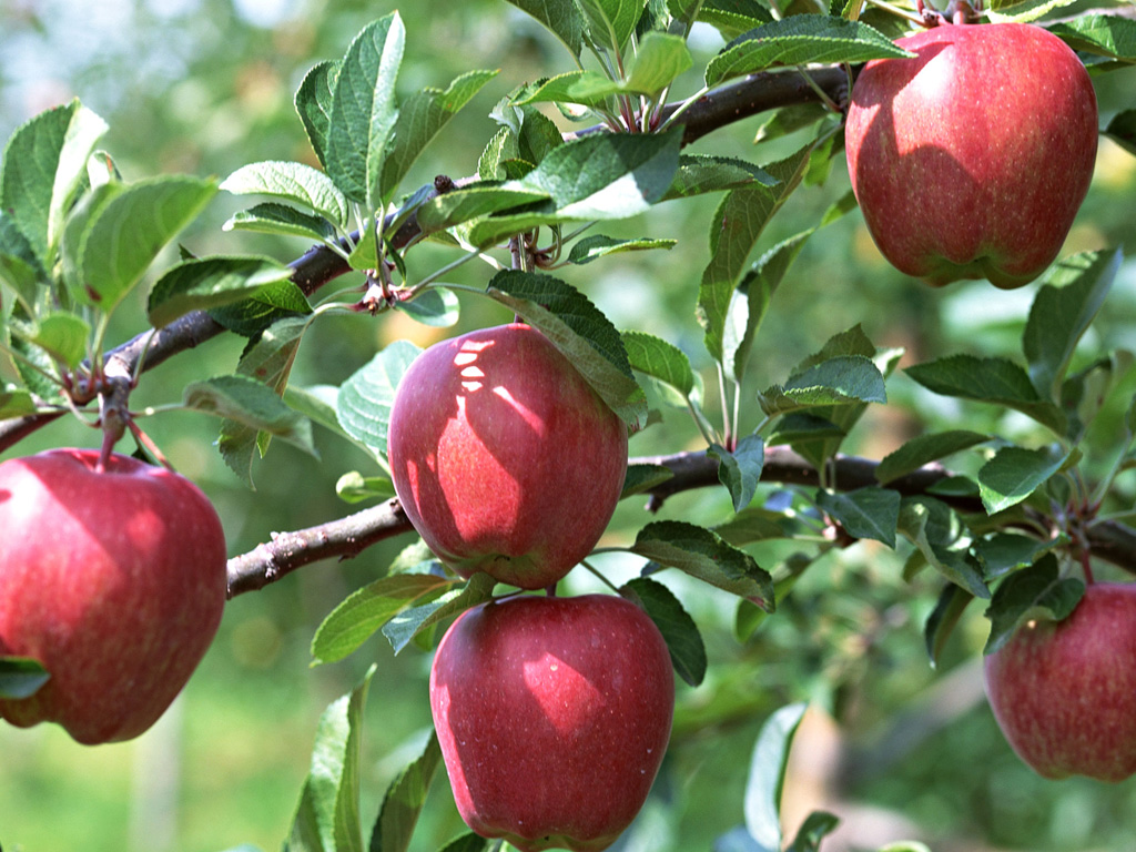 Apple Tree Leaf Characteristics