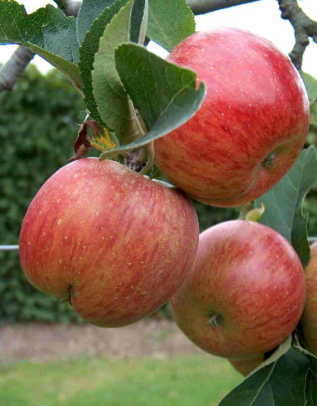 Apple Tree Leaf Facts