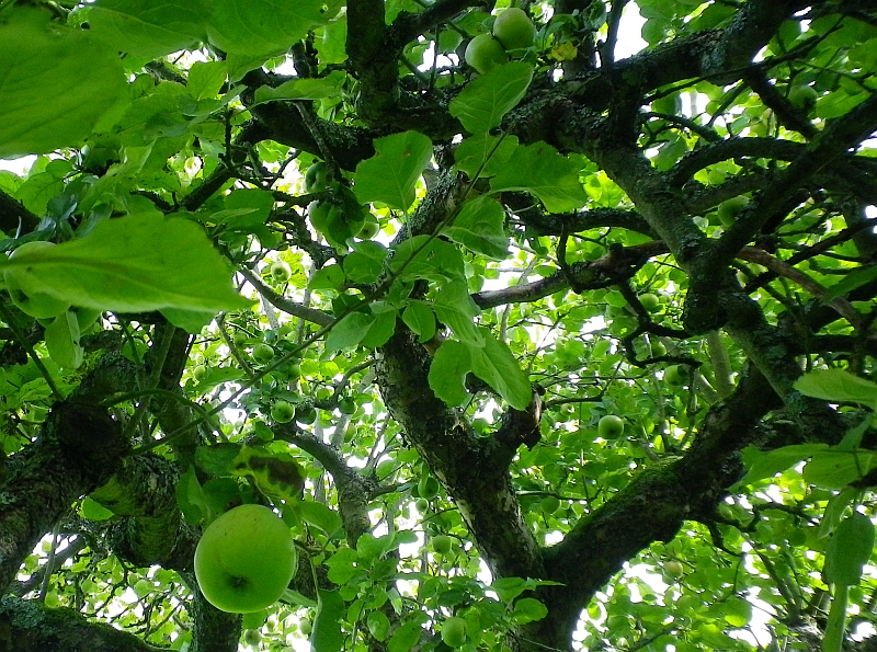 Apple Tree Leaf Type