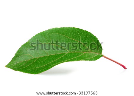 Apple Tree Leaf Type