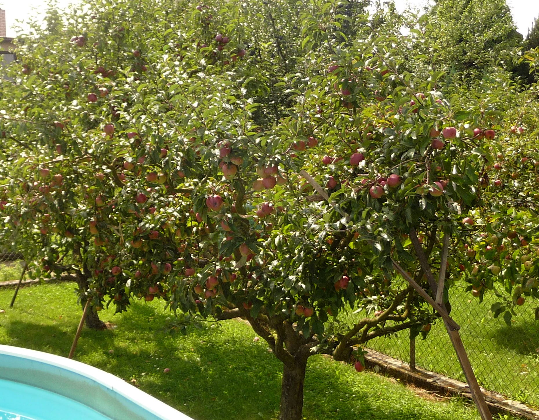 Apple Tree Pictures Images Photos