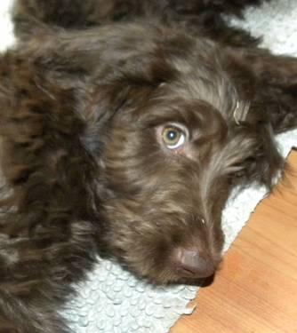 Apricot Labradoodle Puppies For Sale