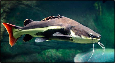 Aquarium Catfish Pictures