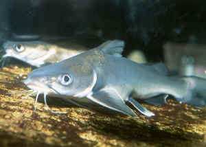 Aquarium Catfish Species Pictures