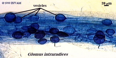 Arbuscular Mycorrhiza